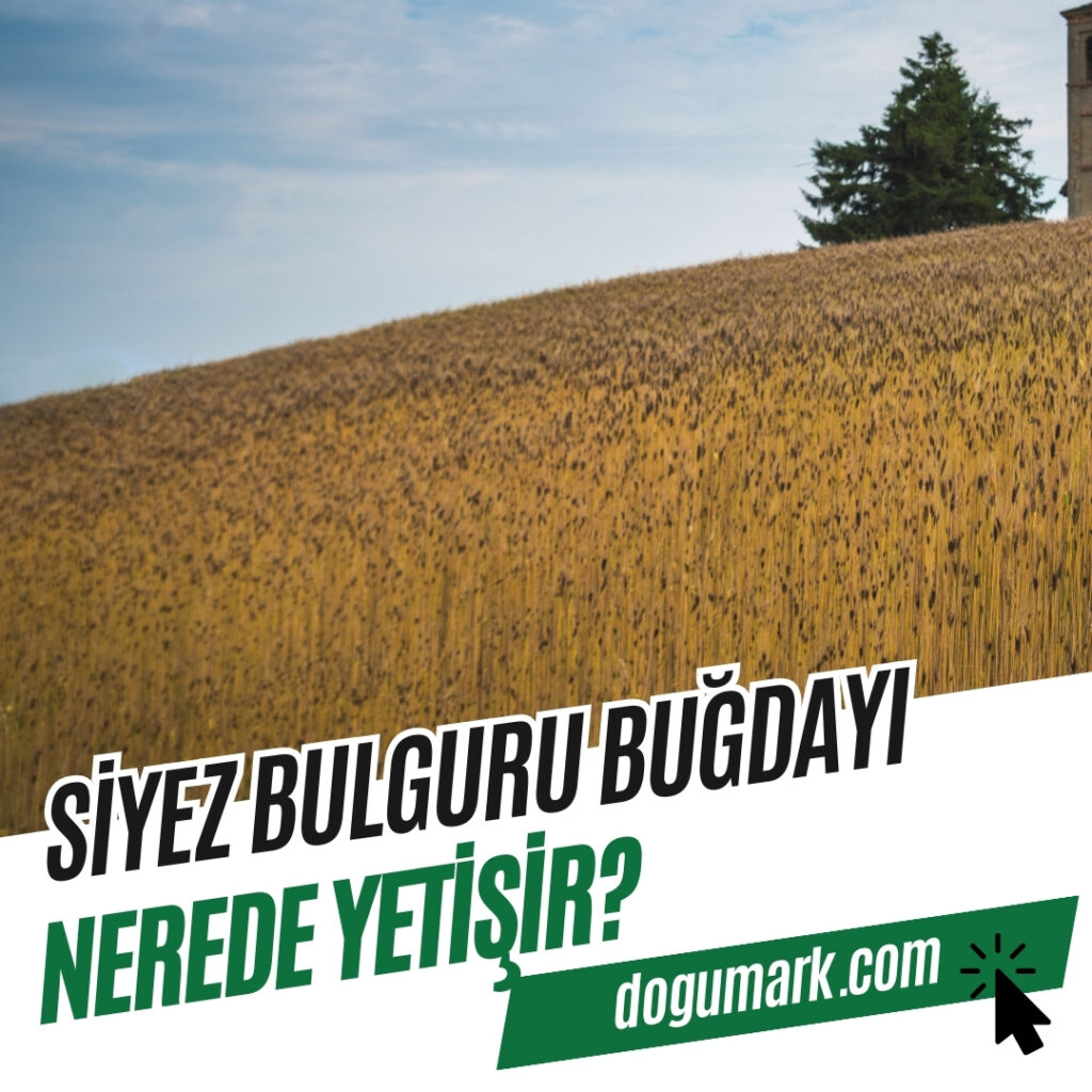 Siyez Bulguru Türkiye'de Nerede Yetişir
