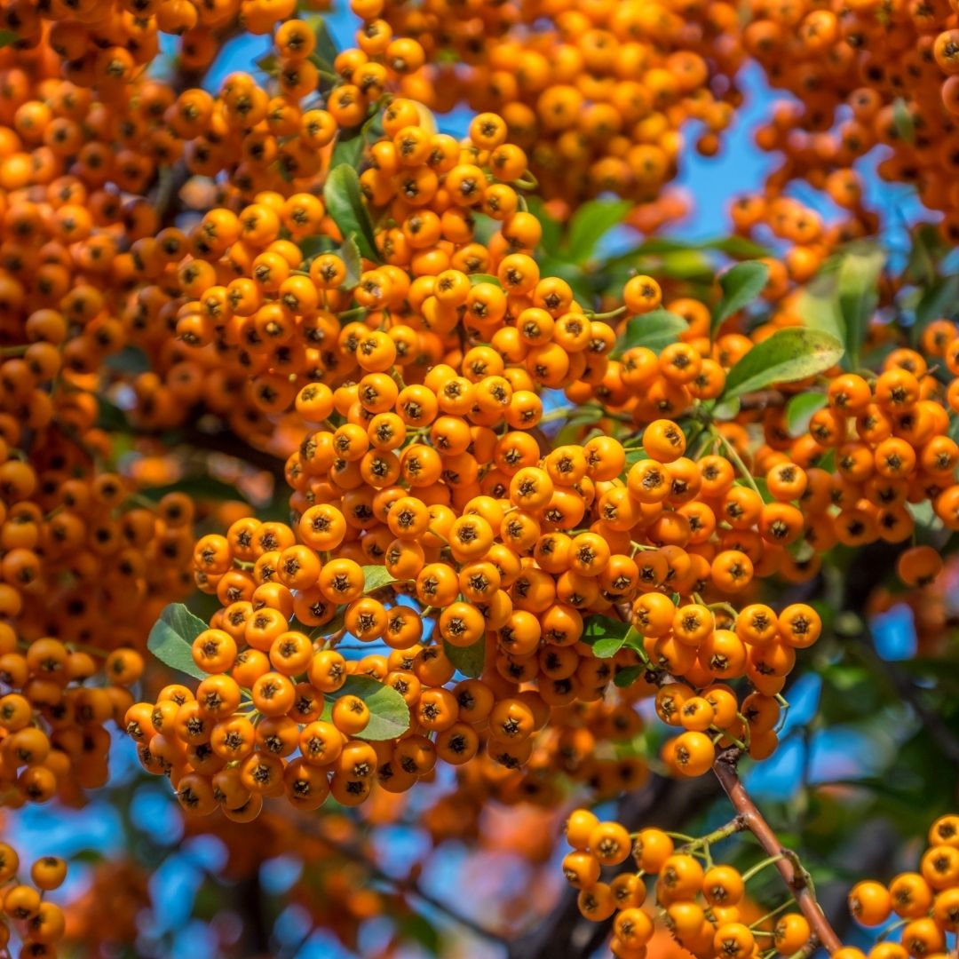 Alıç Marmelatı (600g)