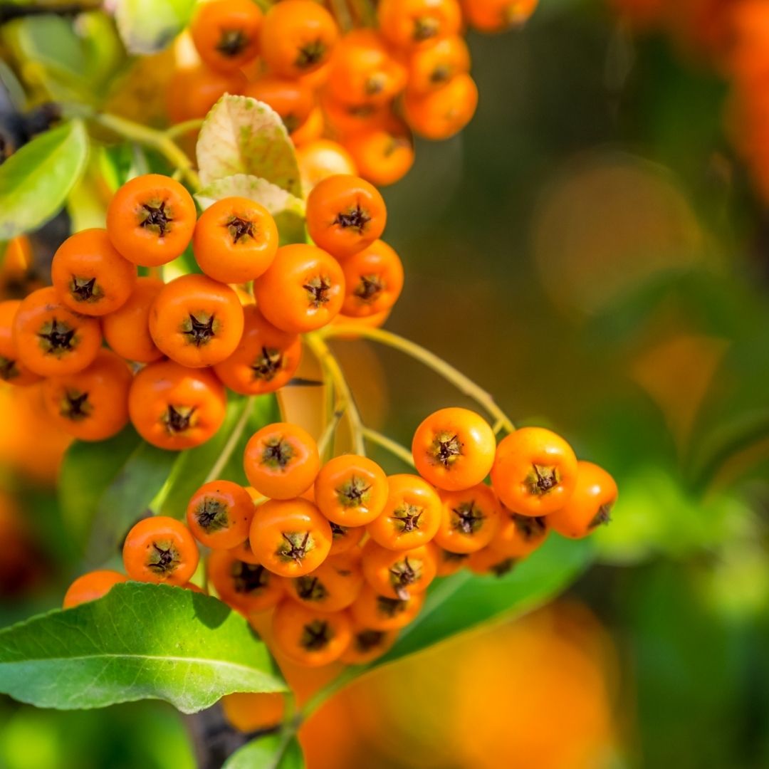 Alıç Marmelatı (600g)