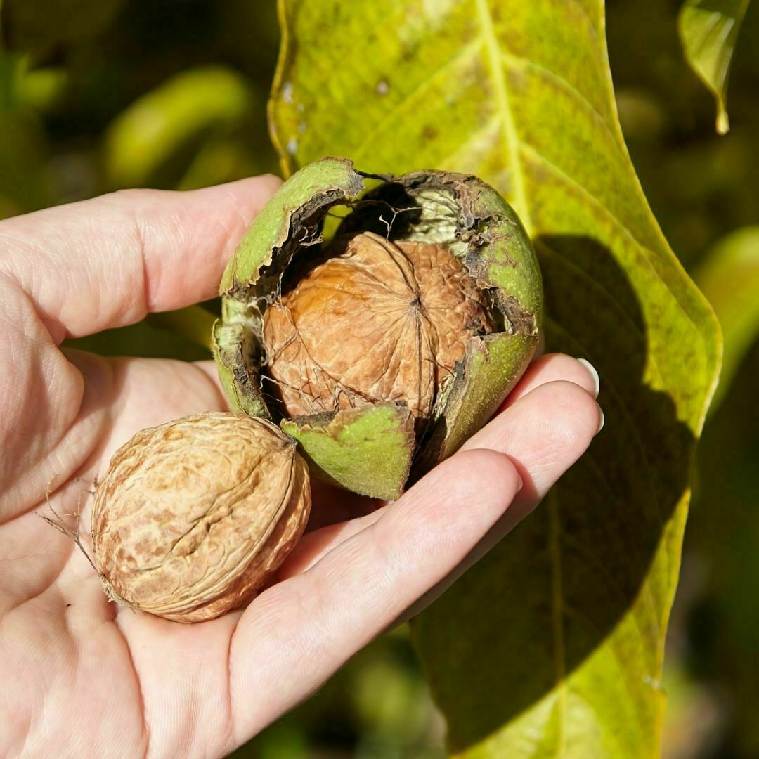 Kabuklu Ceviz (1 Kg)