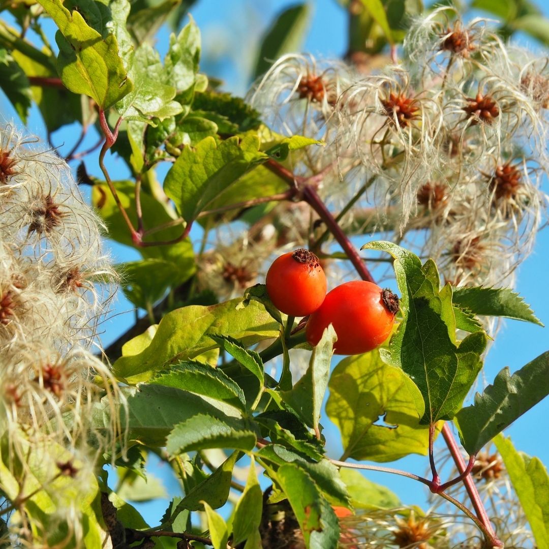 Kuşburnu Marmelatı (600g)