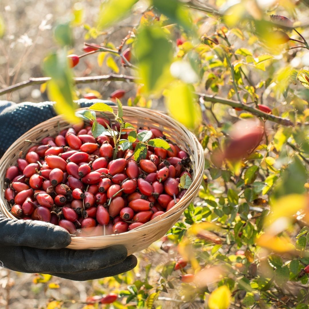 Kuşburnu Pulpu - Şekersiz Özüt (1,2 Kg)