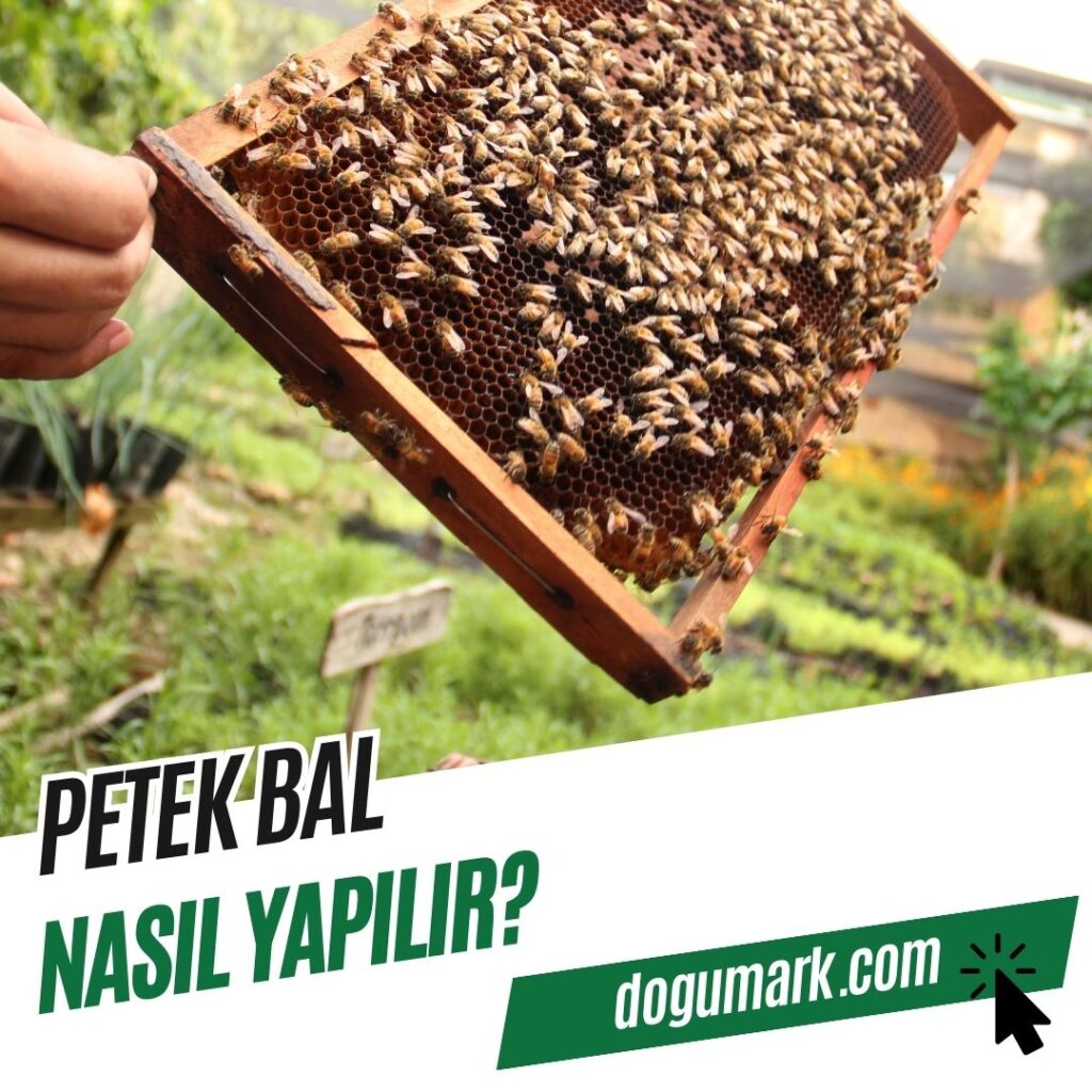 Petek Balı Nasıl Yapılır