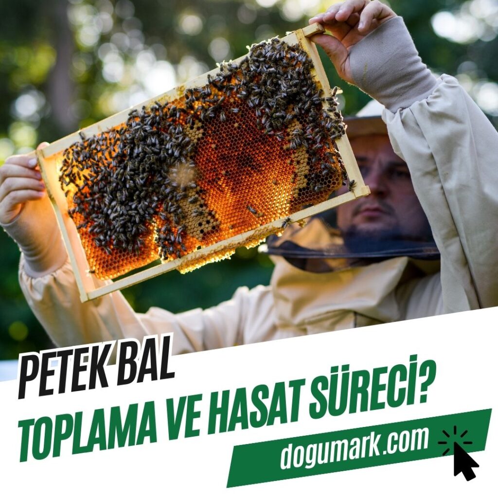 Petek Balı Toplama ve Hasat Süreci