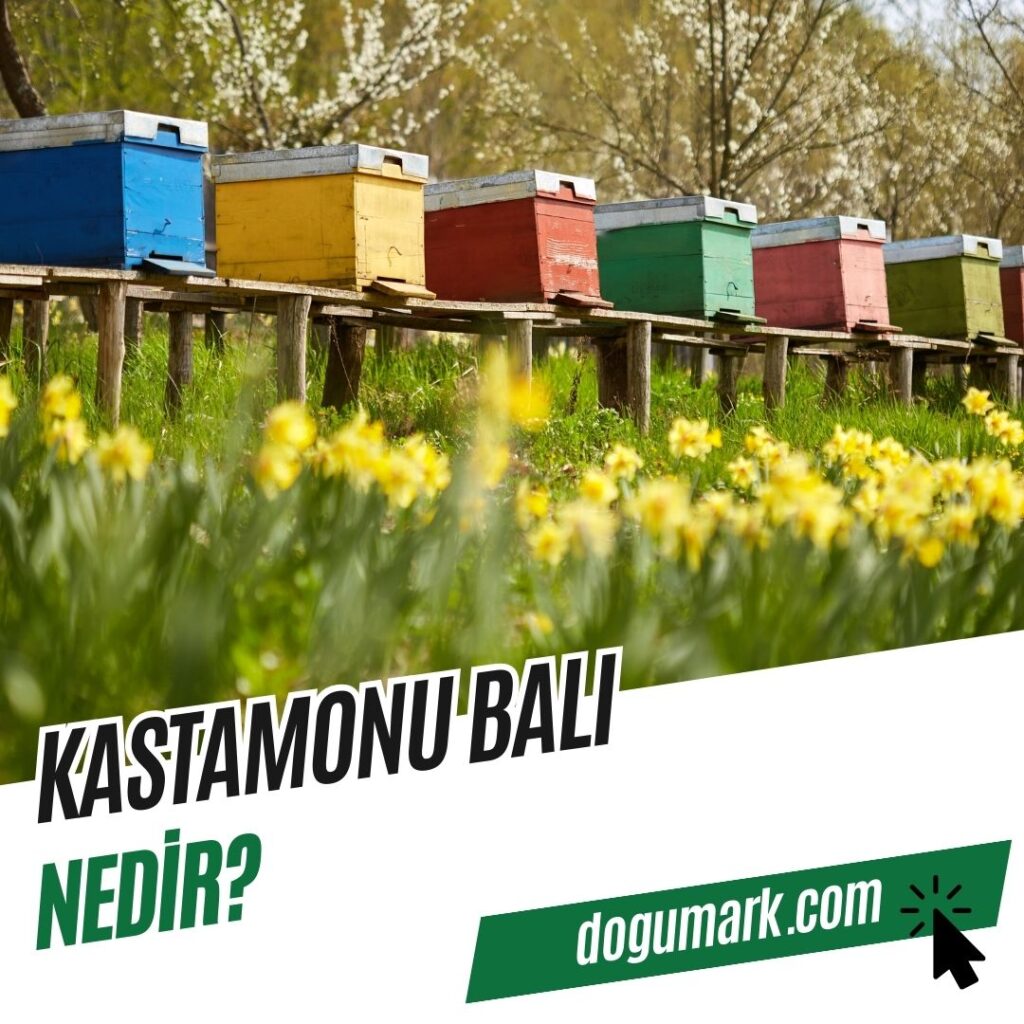 Kastamonu Balı Nedir