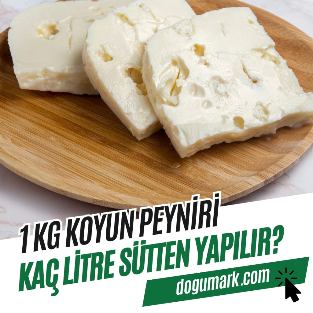 1 Kg Koyun Peyniri Kaç Litre Sütten Yapılır