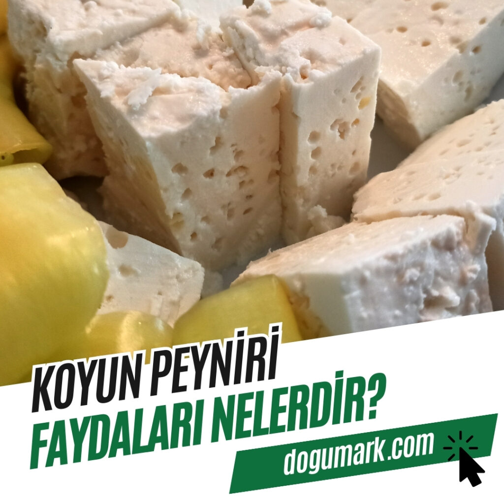 Koyun Peyniri Faydaları Nelerdir
