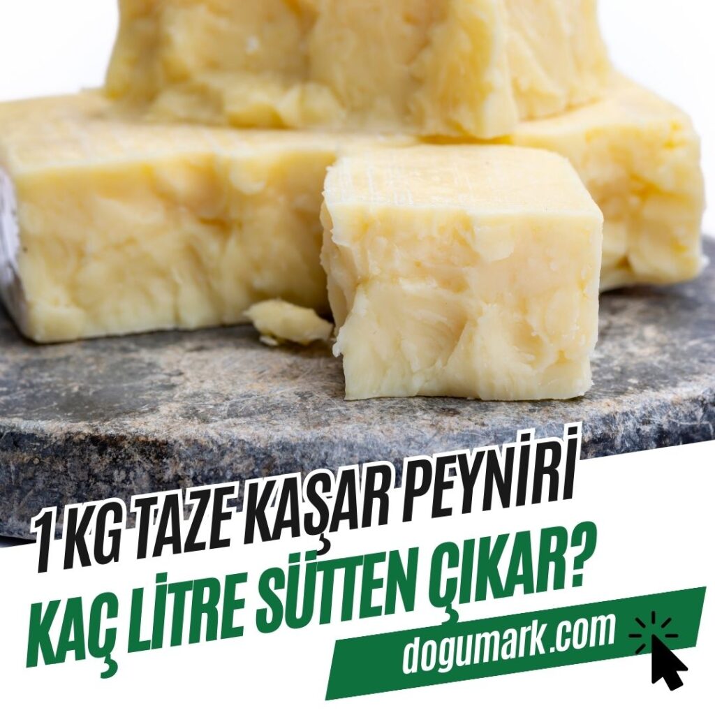 1 Kg Taze Kaşar Kaç Litre Sütten Çıkar