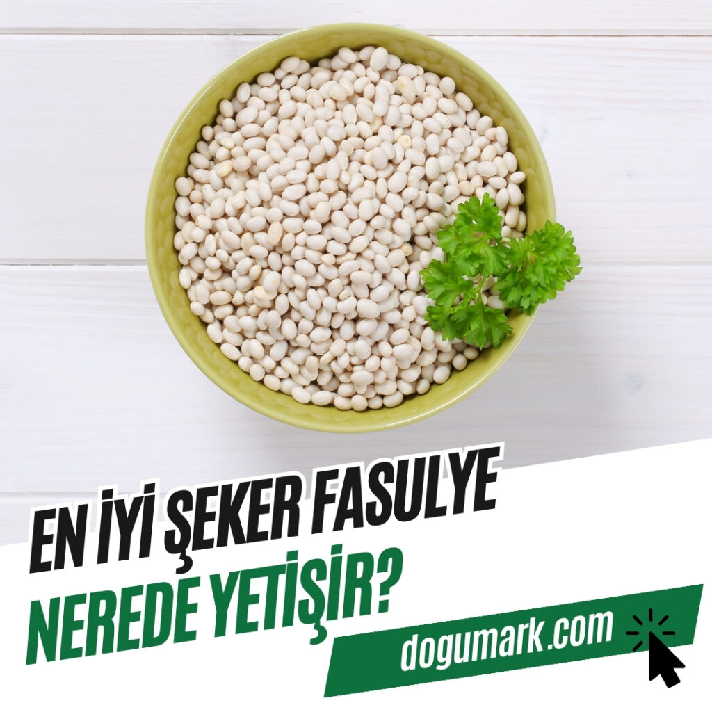 En iyi Şeker Fasulye Nerede Yetişir