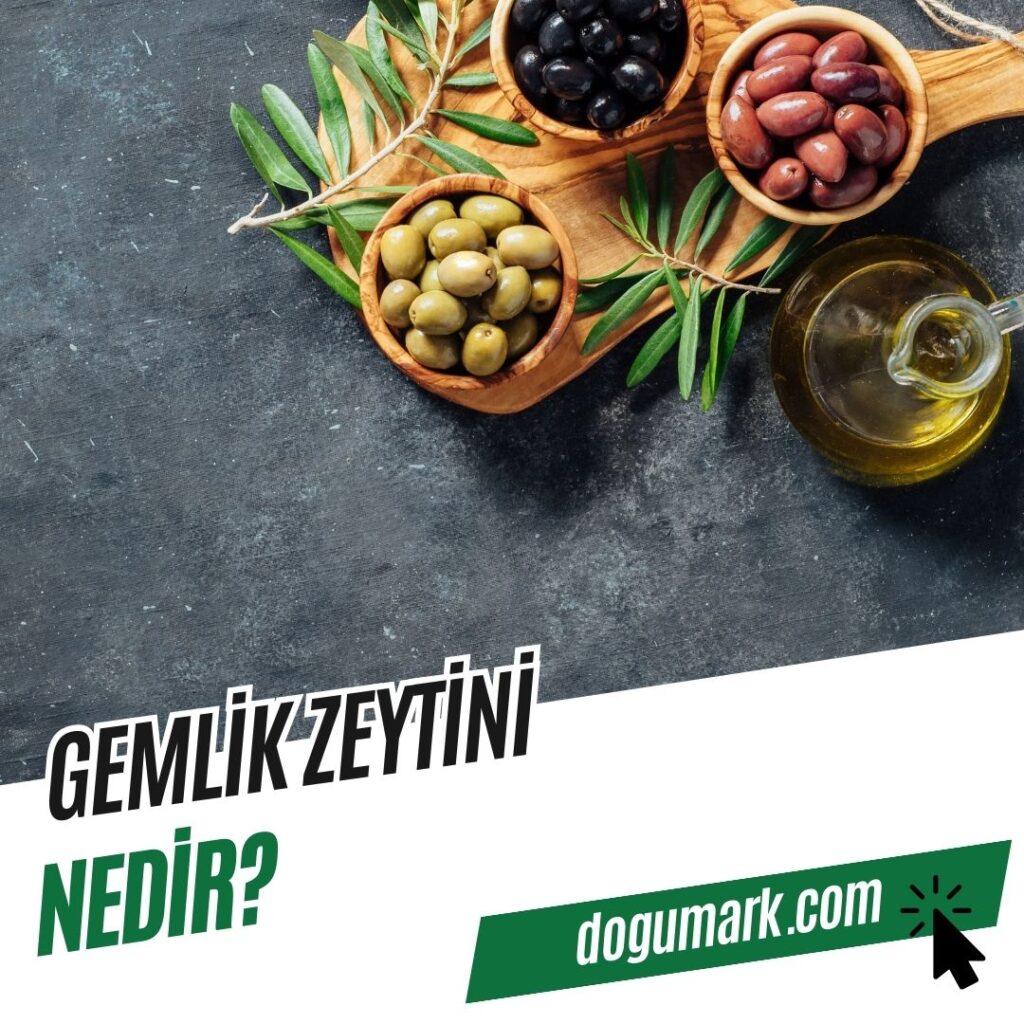 Gemlik Zeytini Nedir