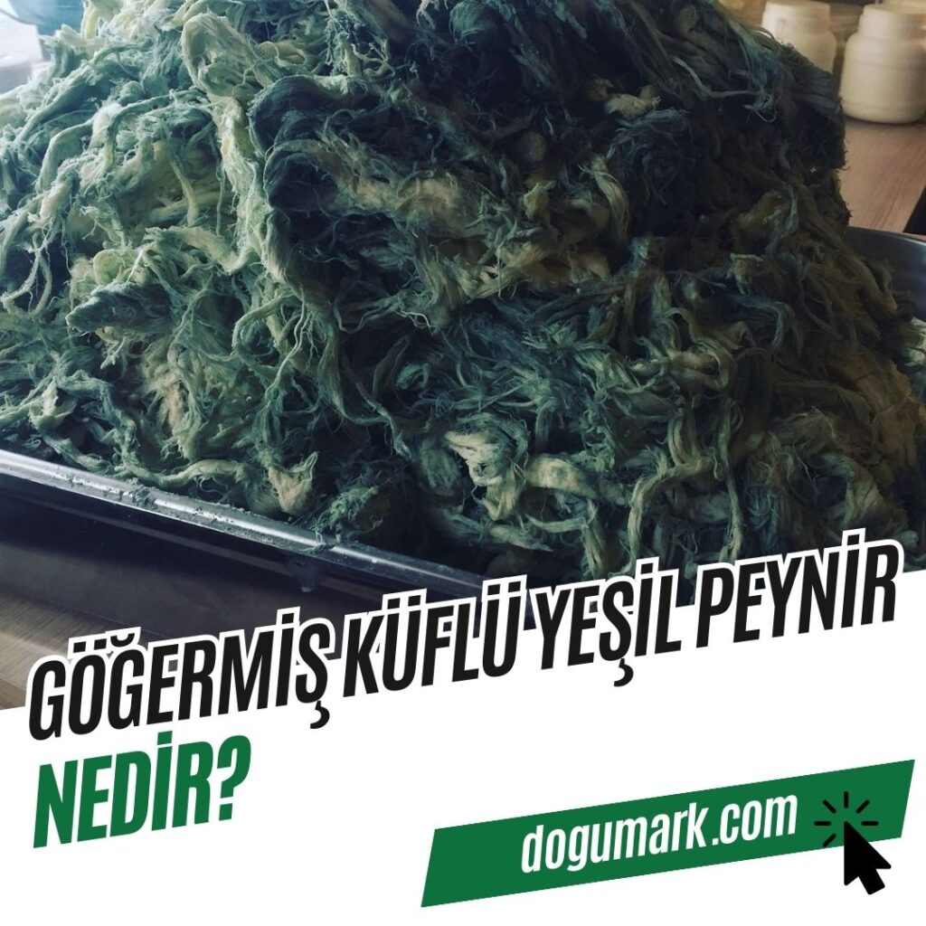 Göğermiş Küflü Yeşil Peynir Nedir