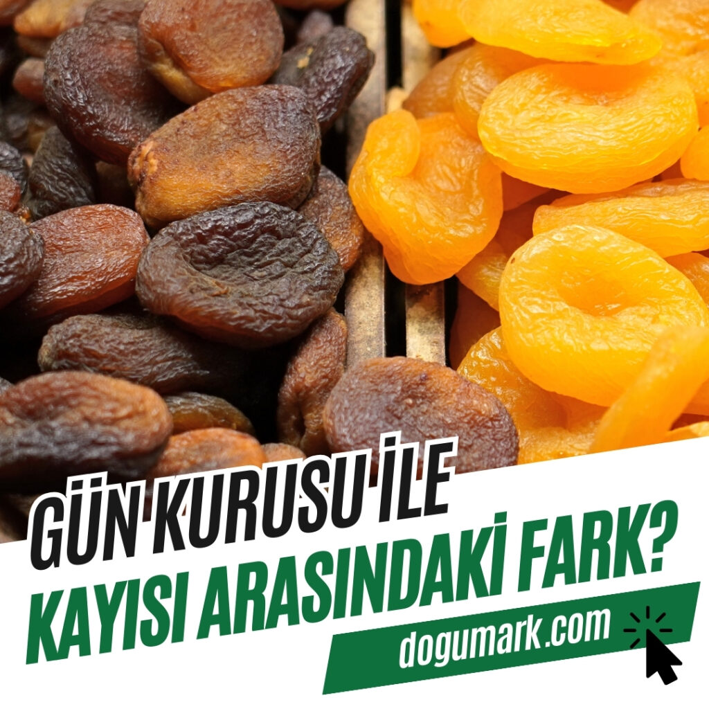 Gün Kurusu ile Kayısı Arasındaki Fark