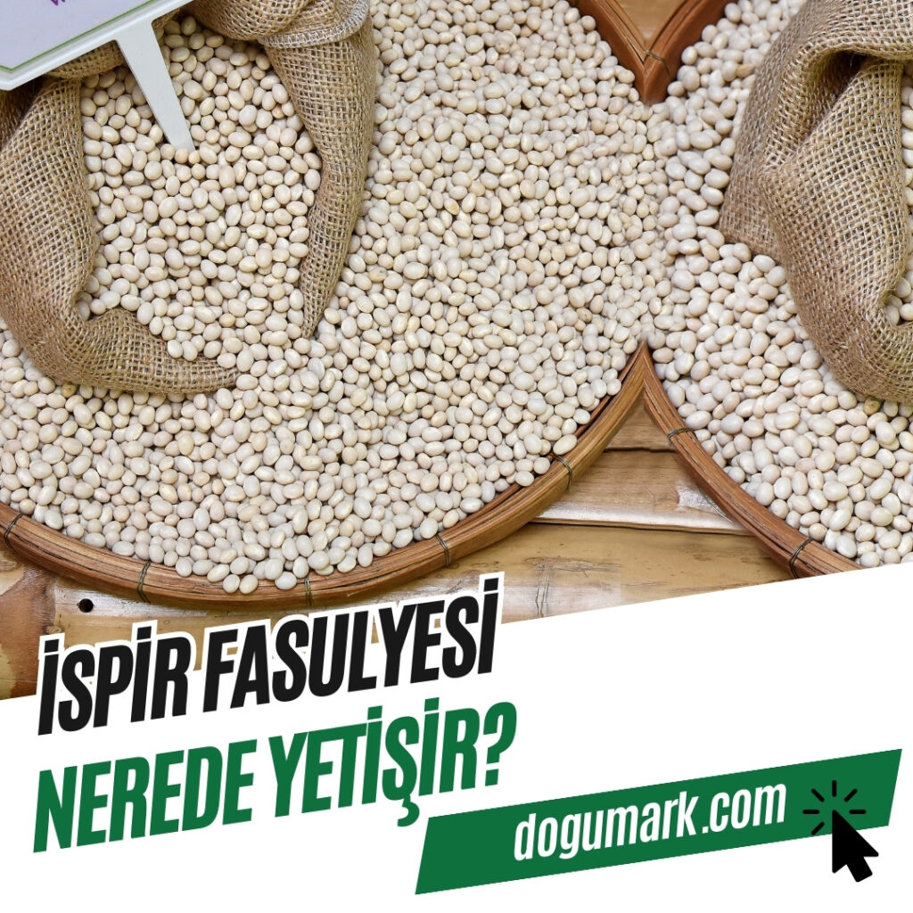 İspir Fasulyesi Nerede Yetişir