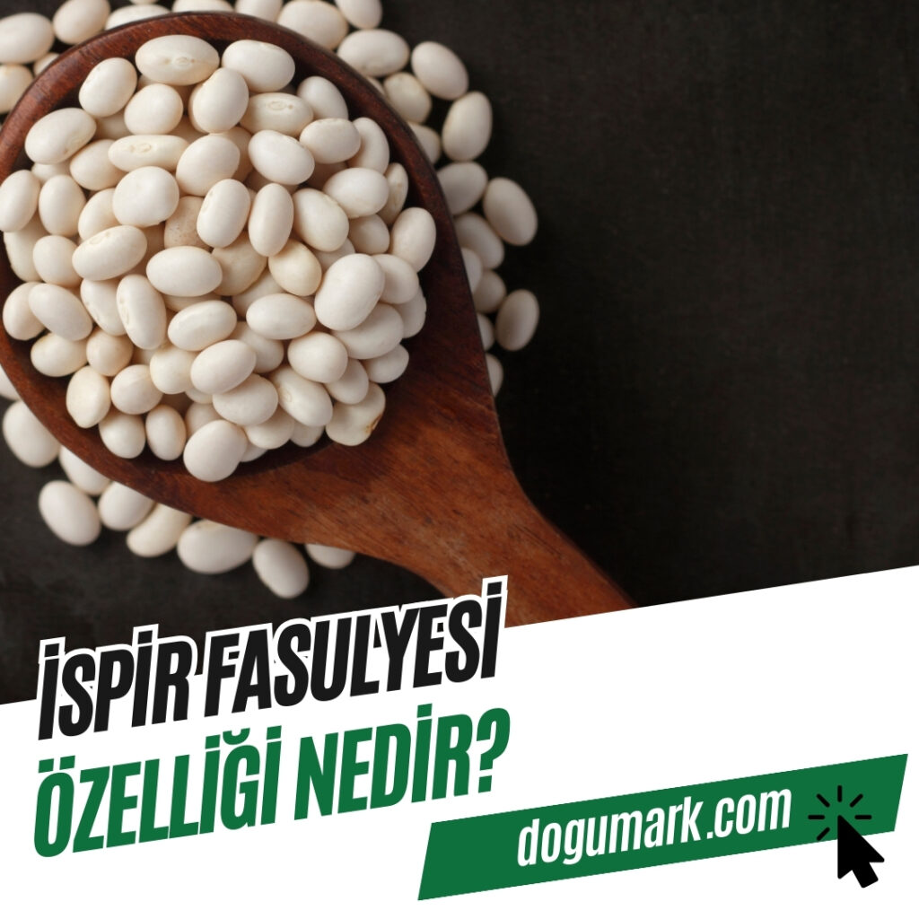 İspir Fasulyesi Özelliği Nedir