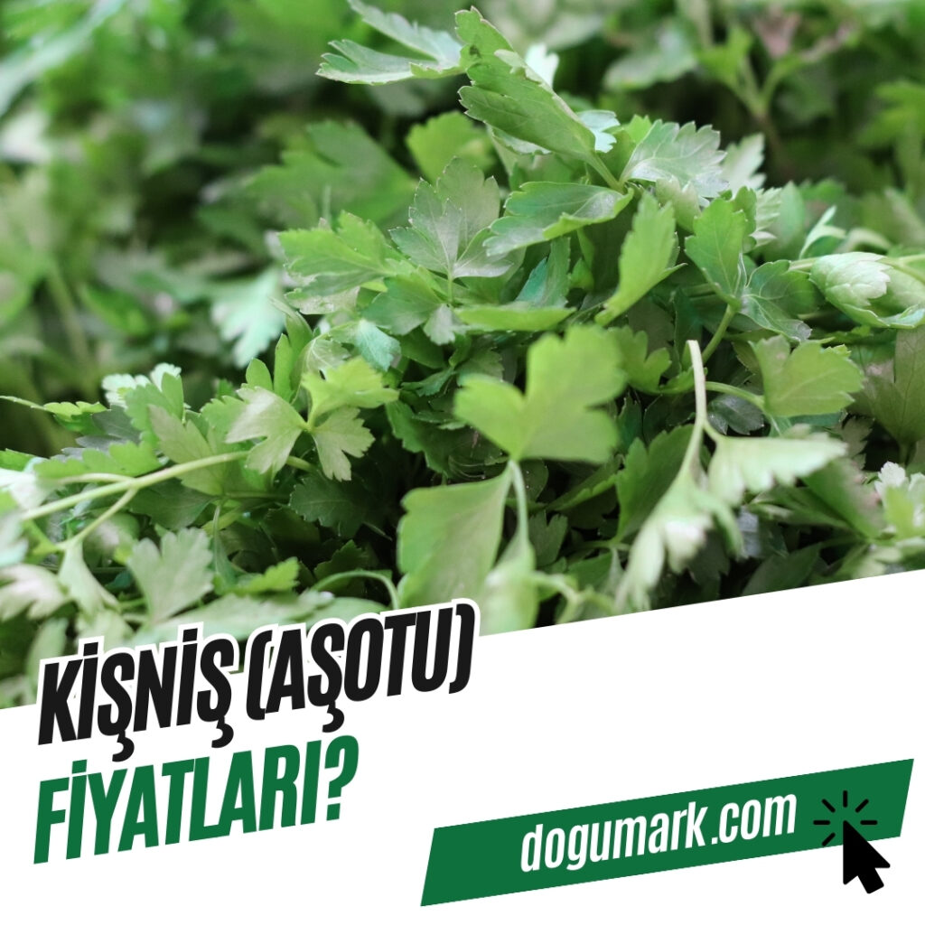 Kişniş (Aşotu) Fiyatları