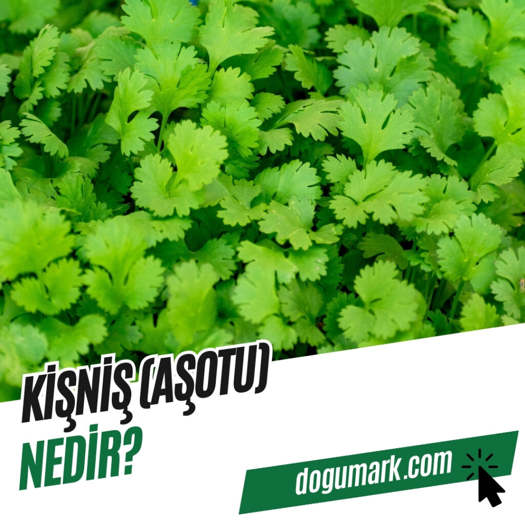 Kişniş (Aşotu) Nedir
