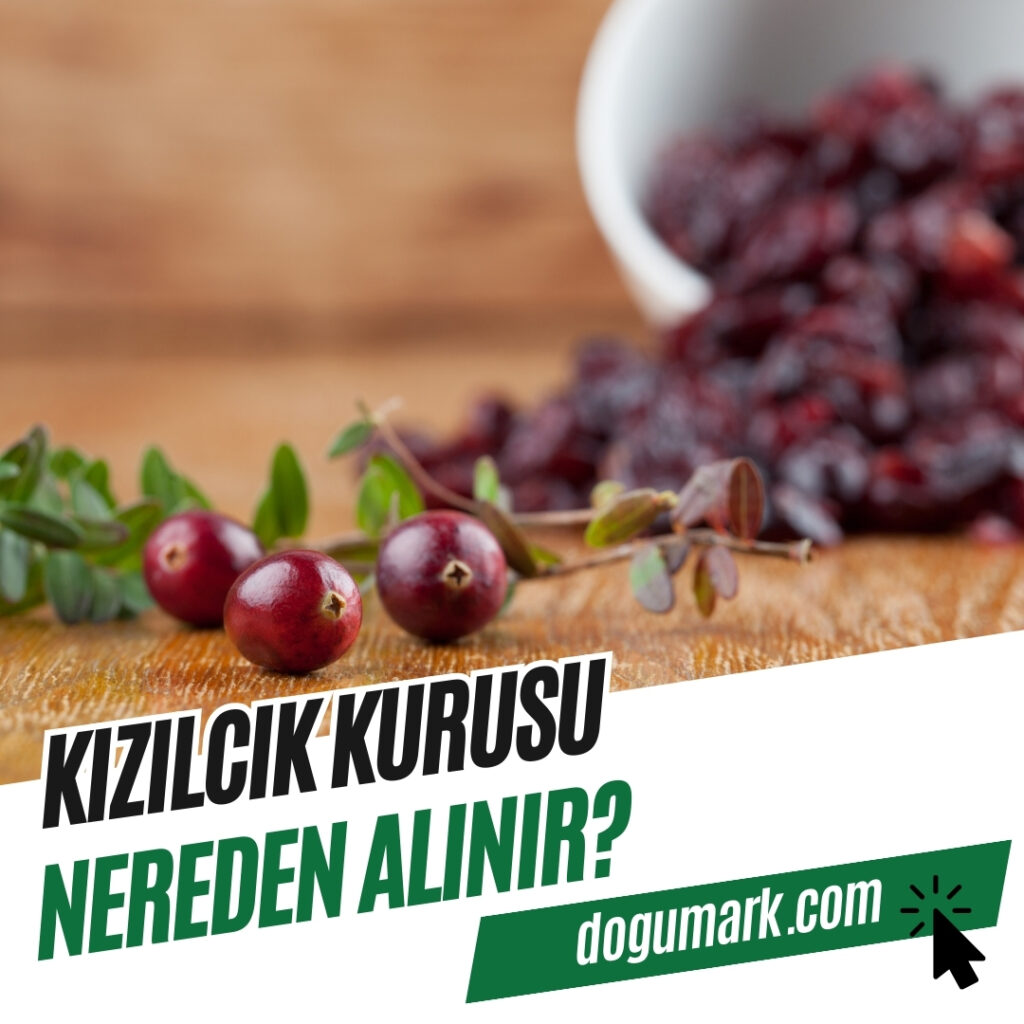 Kızılcık Kurusu Nereden Alınır