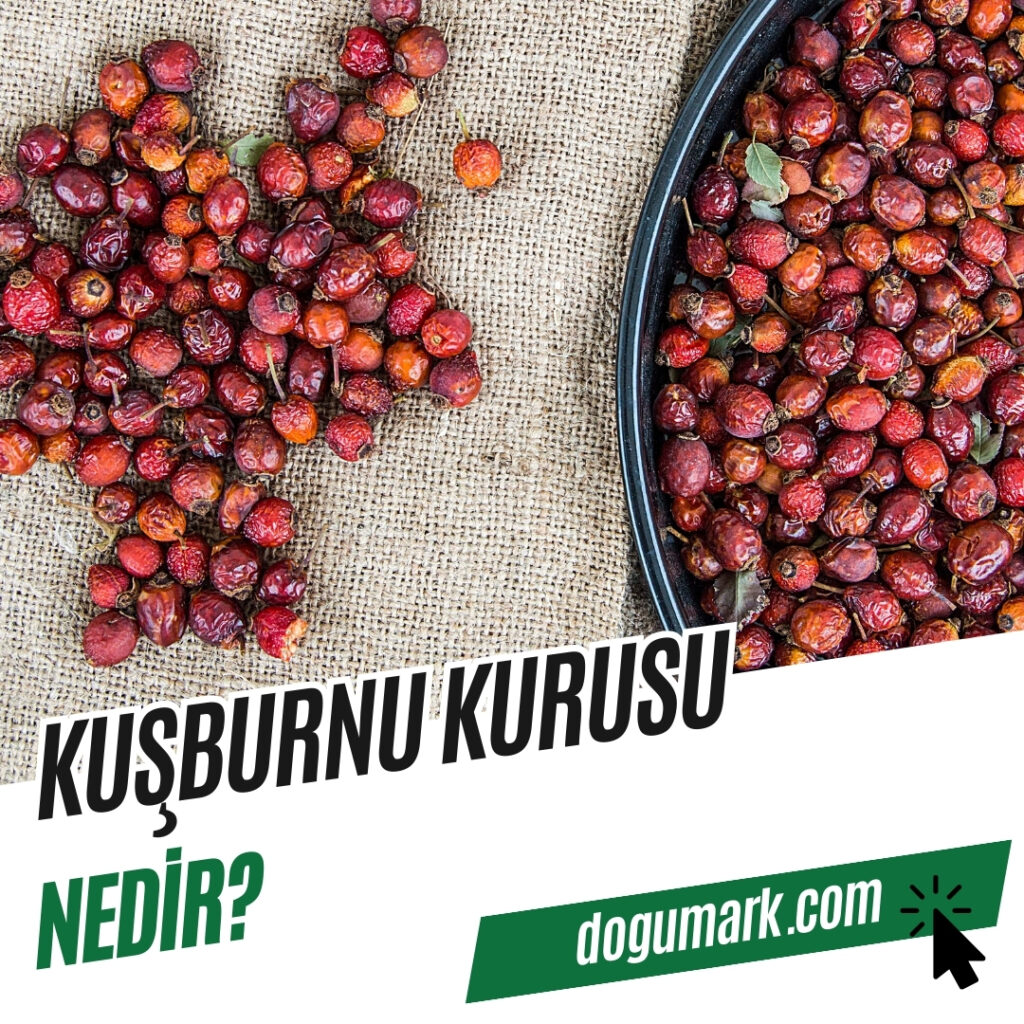 Kuşburnu Kurusu Nedir