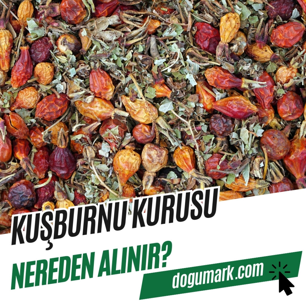 Kuşburnu Kurusu Nereden Alınır