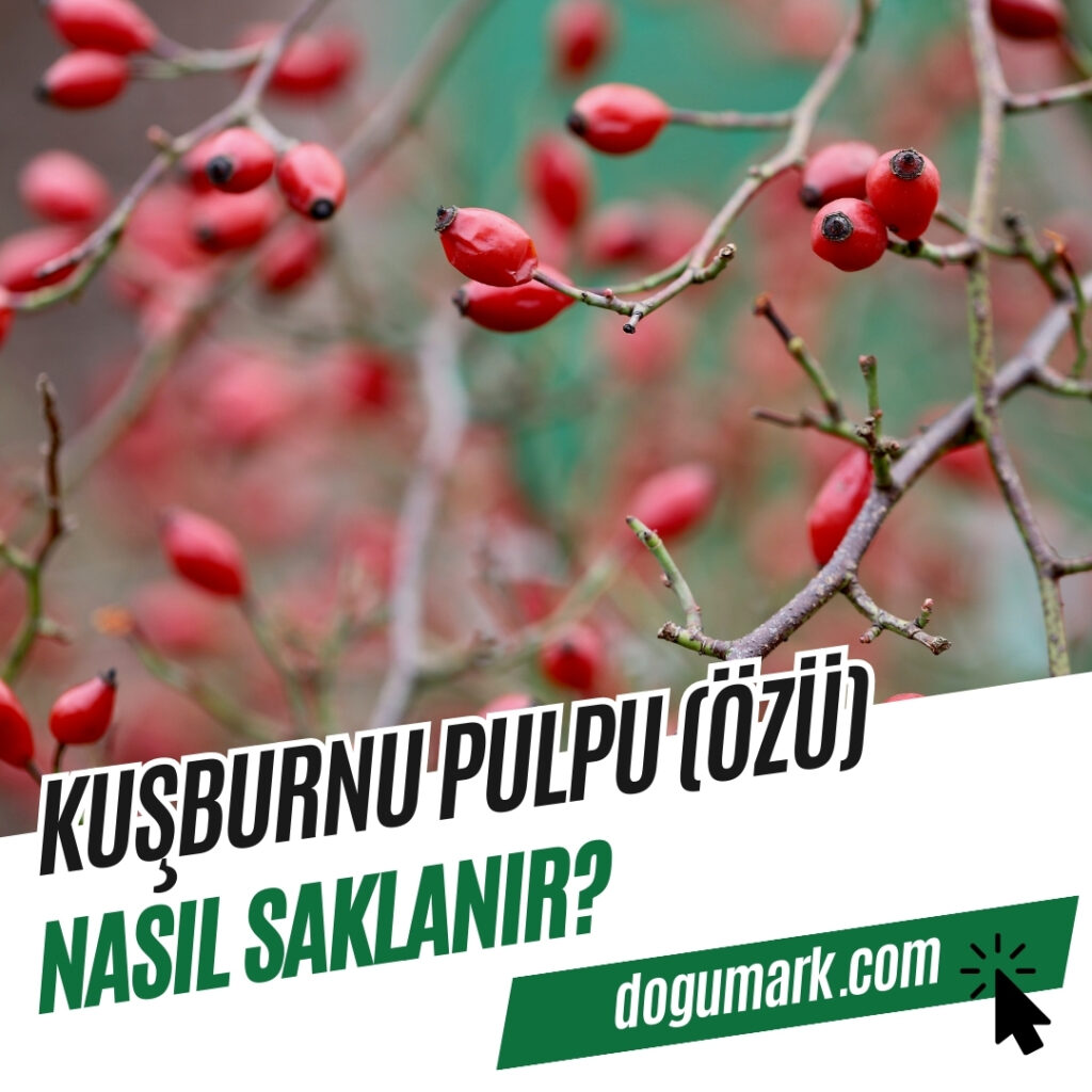 Kuşburnu Pulpu (Özü) Nasıl Saklanır