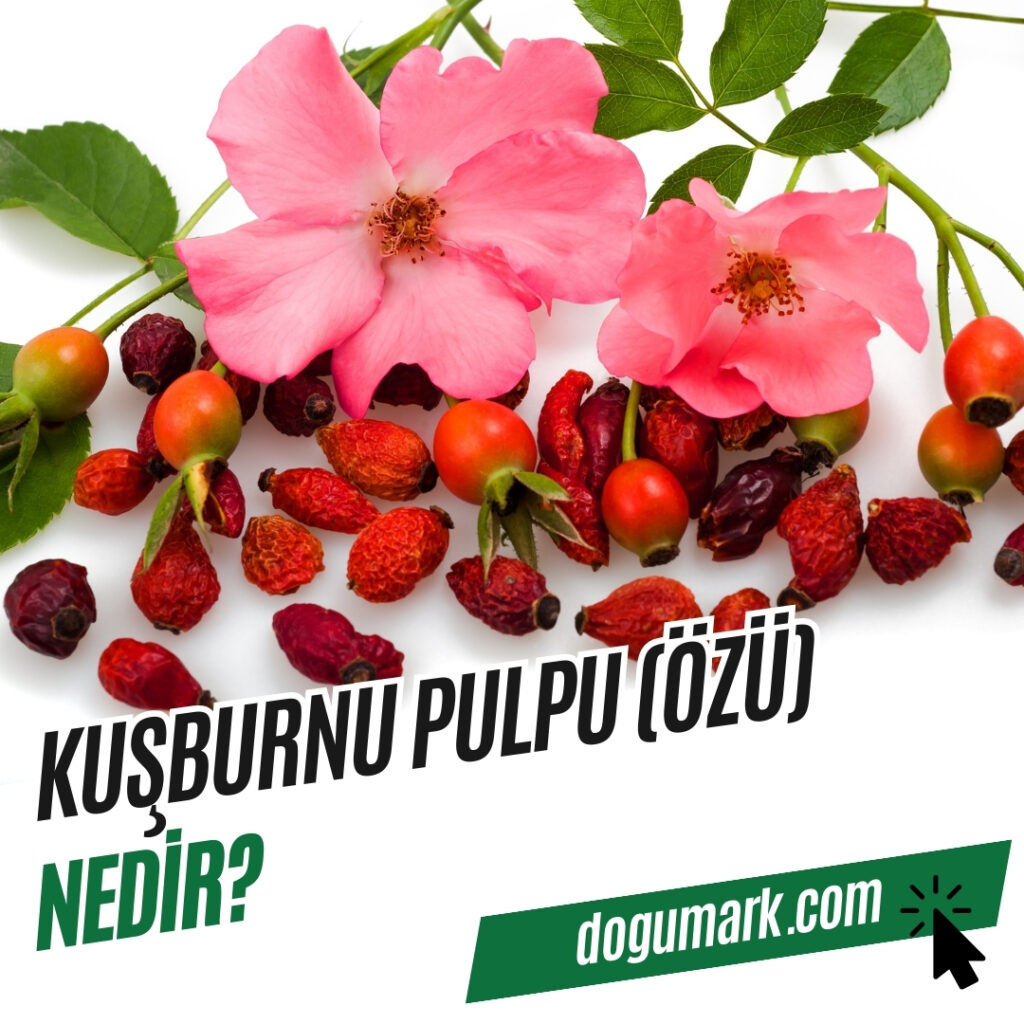 Kuşburnu Pulpu (Özü) Nedir