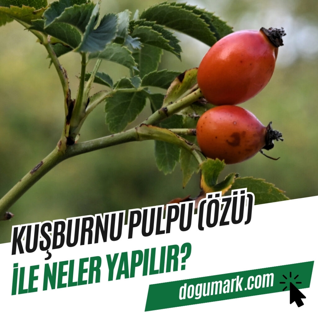Kuşburnu Pulpu (Özü) ile Neler Yapılır