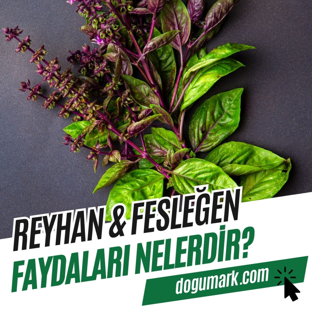 Reyhan - Fesleğen Faydaları Nelerdir