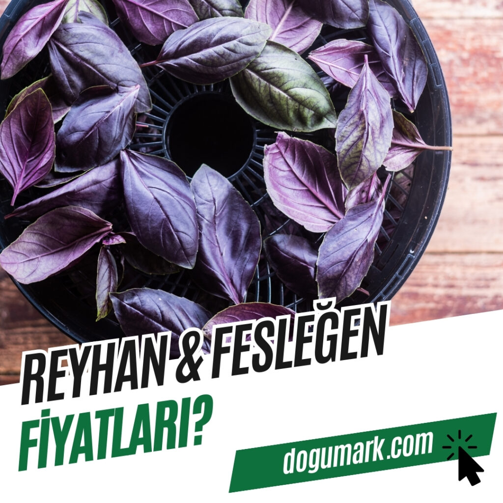 Reyhan - Fesleğen Fiyatları