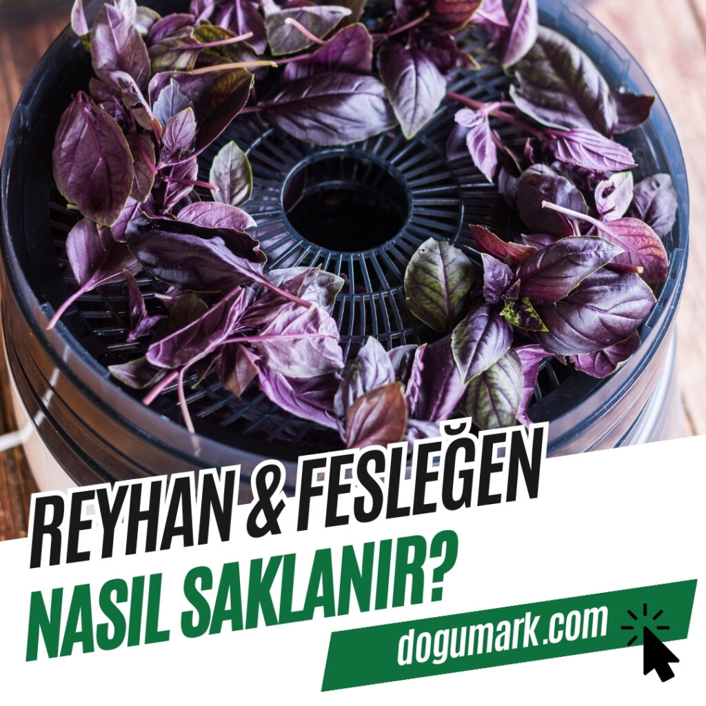 Reyhan - Fesleğen Nasıl Saklanır