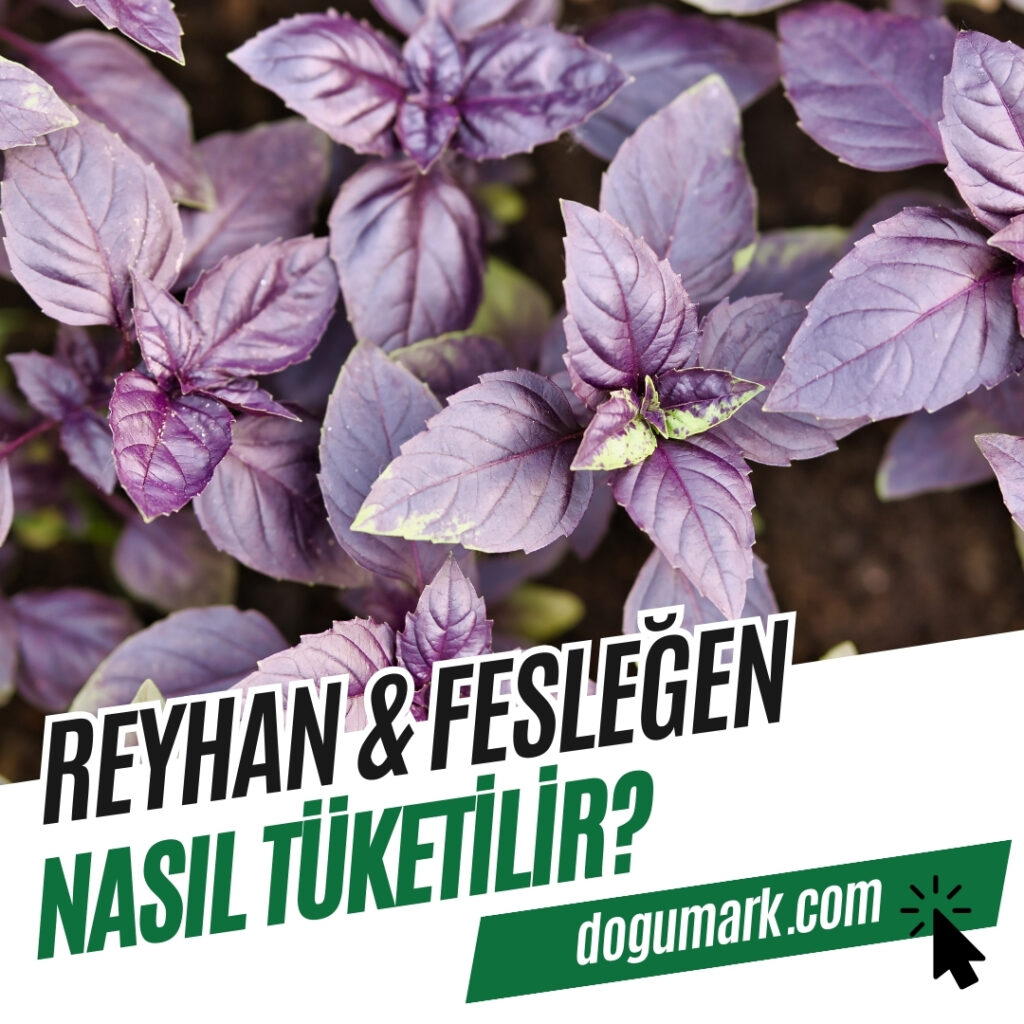 Reyhan - Fesleğen Nasıl Tüketilir