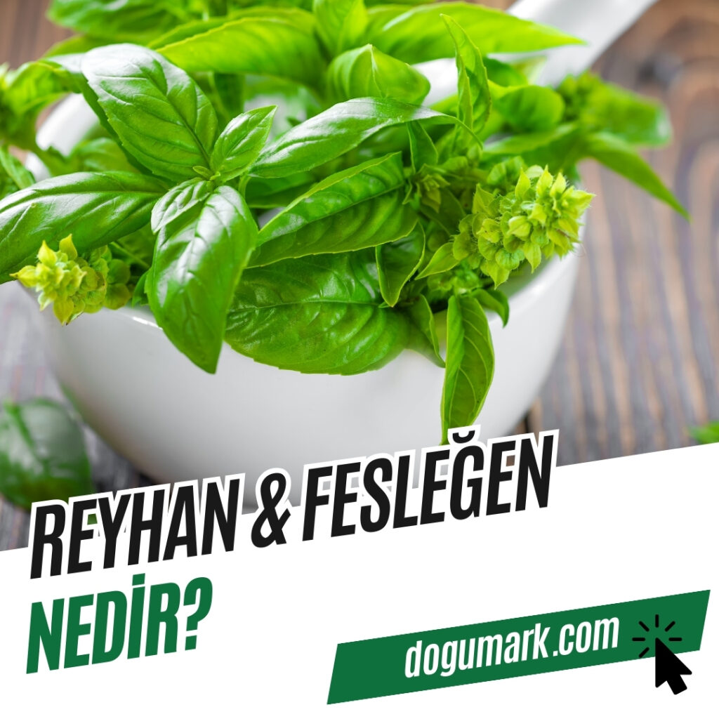 Reyhan - Fesleğen Nedir