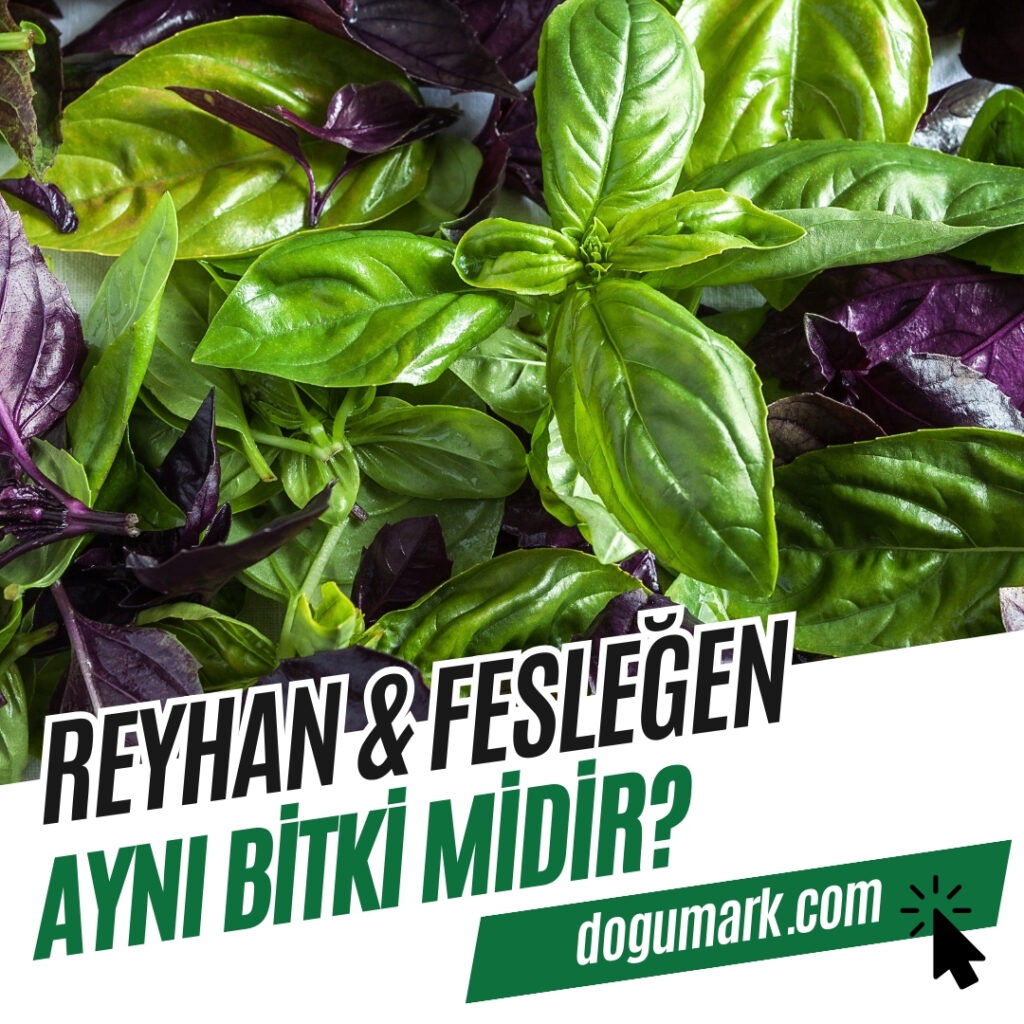 Reyhan ve Fesleğen Aynı Bitki midir