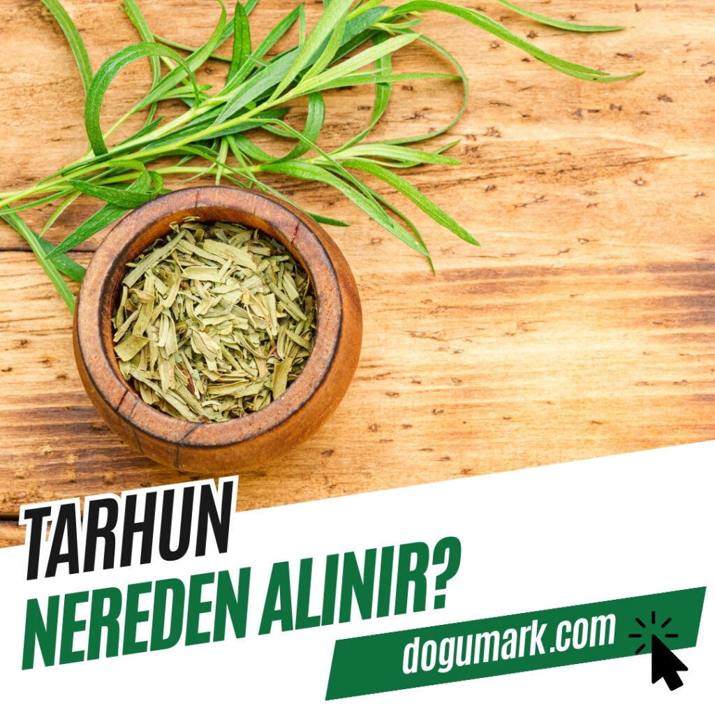 Tarhun Nereden Alınır