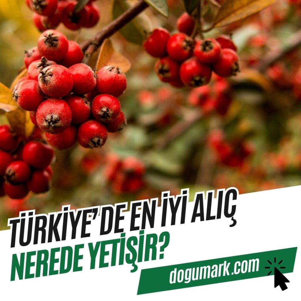 Türkiye'de En iyi Alıç Nerede Yetişir
