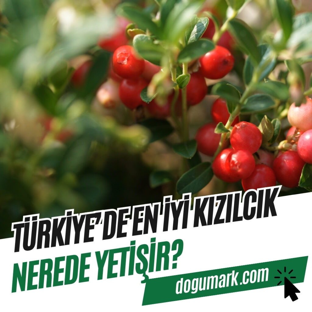 Türkiye'de En iyi Kızılcık Nerede Yetişir