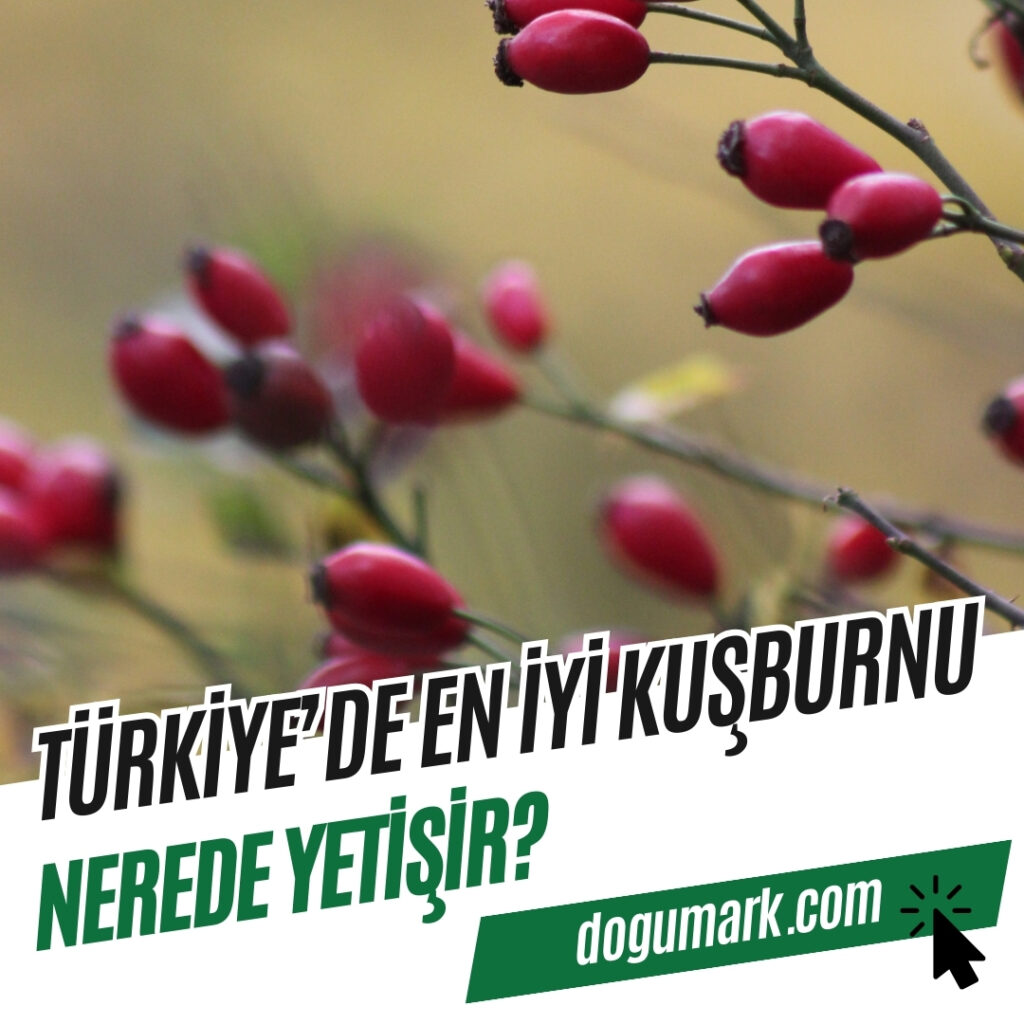 Türkiye'de En iyi Kuşburnu Nerede Yetişir