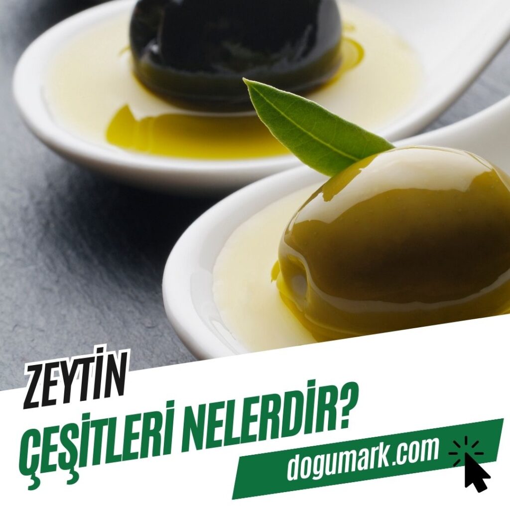 Zeytin Çeşitleri Nelerdir