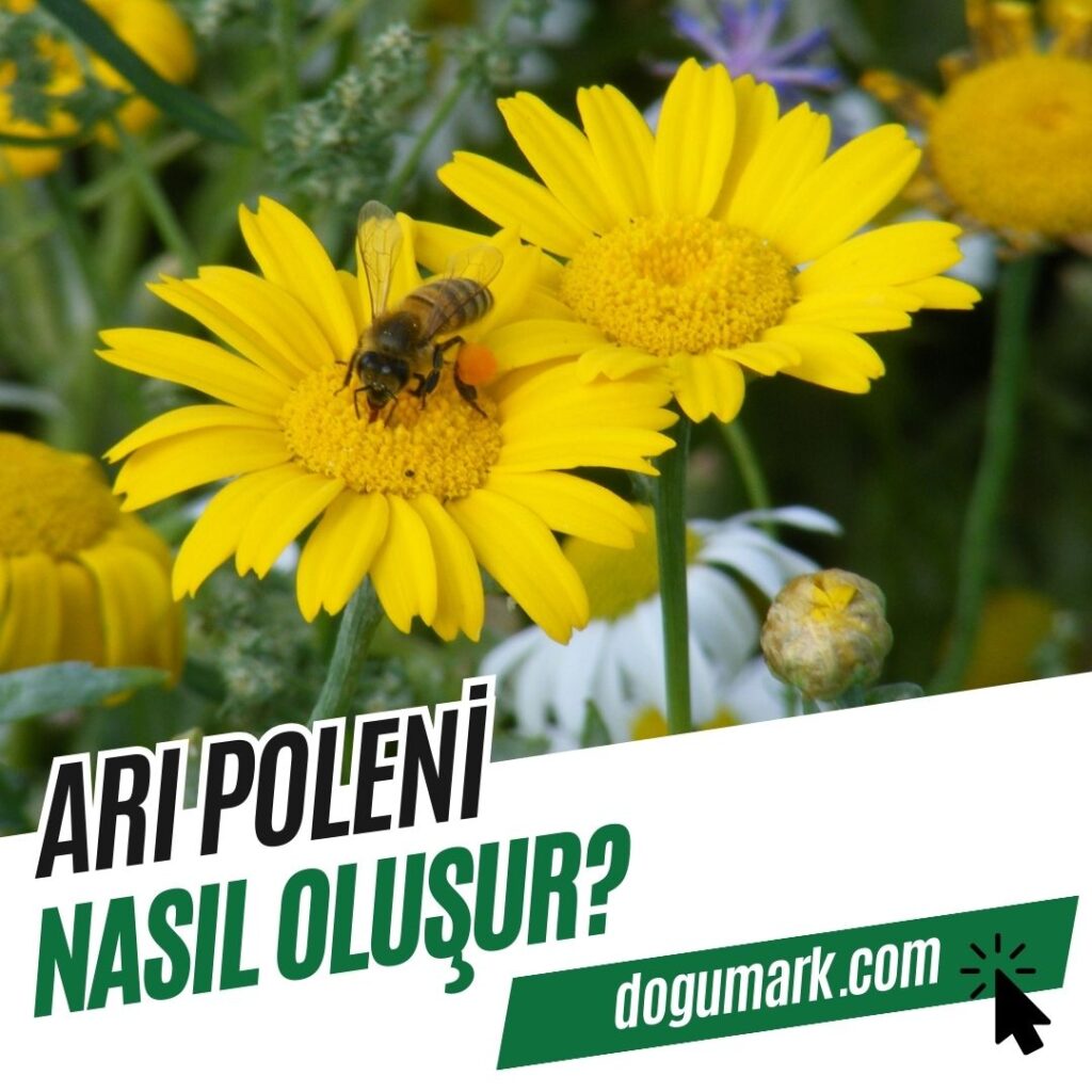 Arı Poleni Nasıl Oluşur