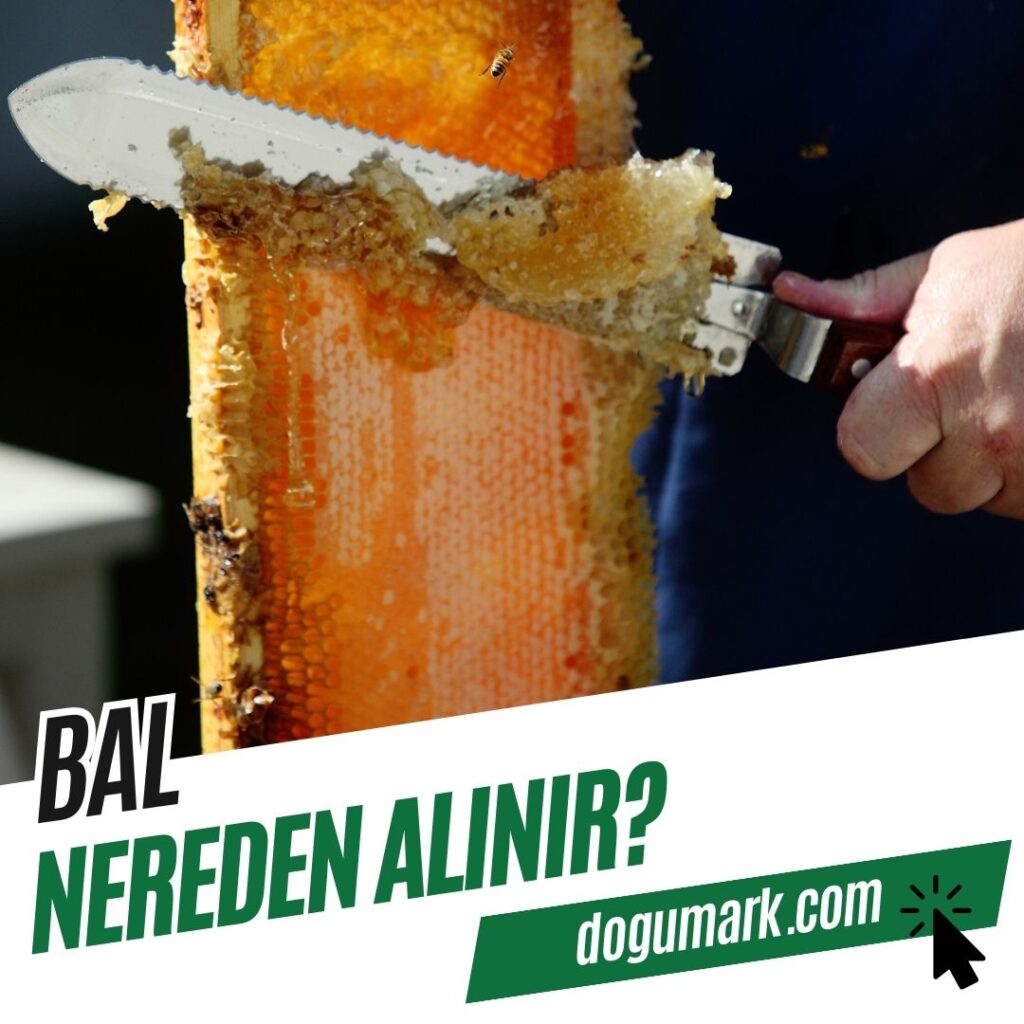 Bal Nereden Alınır