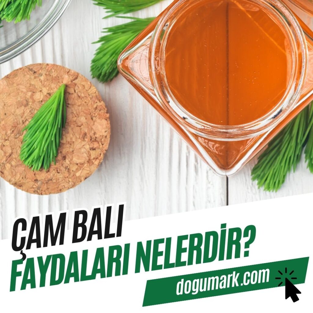 Çam Balı Faydaları Nelerdir