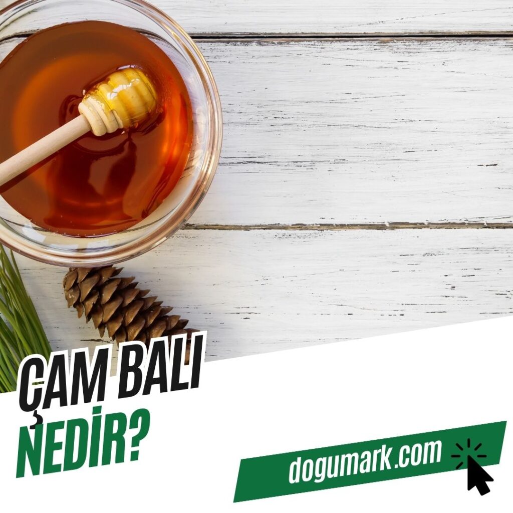 Çam Balı Nedir