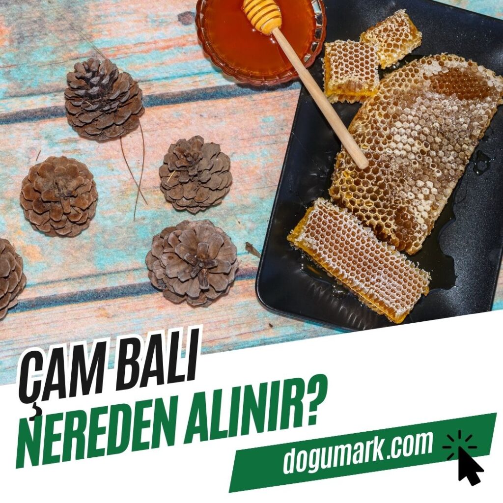 Çam Balı Nereden Alınır