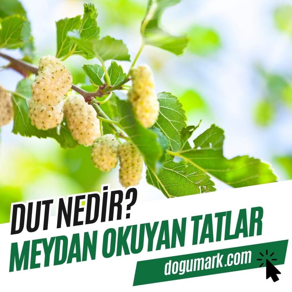 Dut Nedir