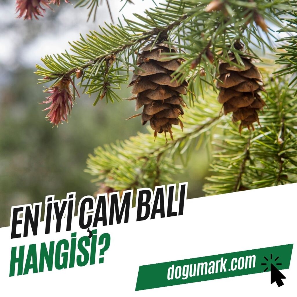 En İyi Çam Balı Hangisi