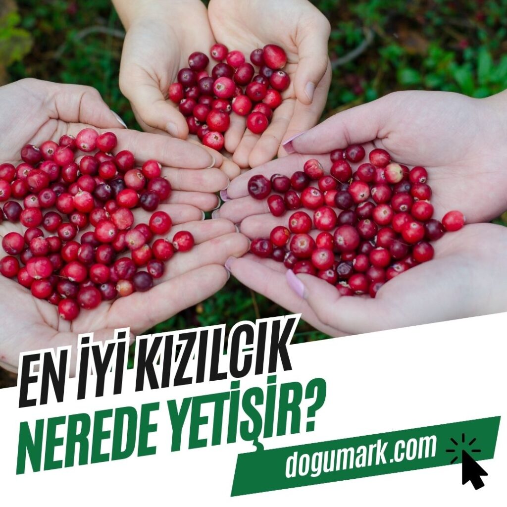 En iyi Kızılcık Nerede Yetişir