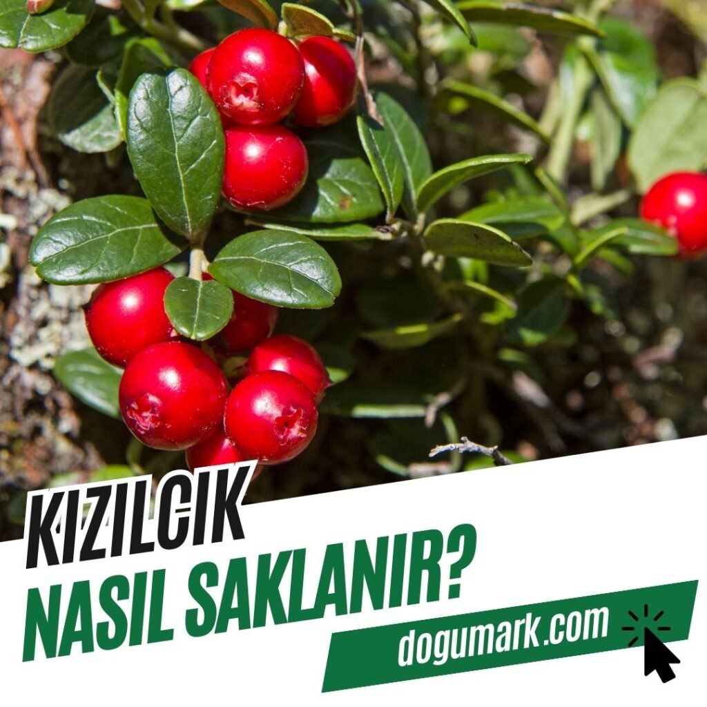 Kızılcık Nasıl Saklanır