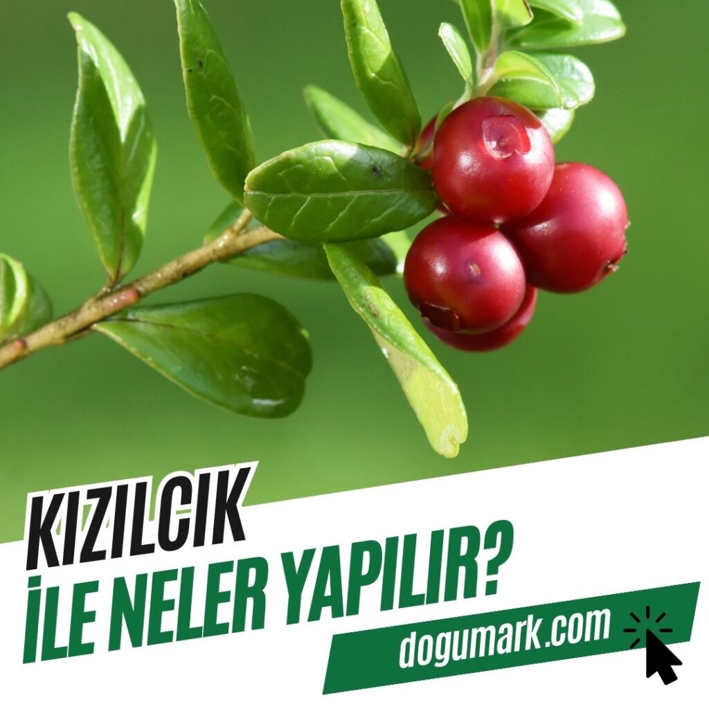 Kızılcık ile Neler Yapılır