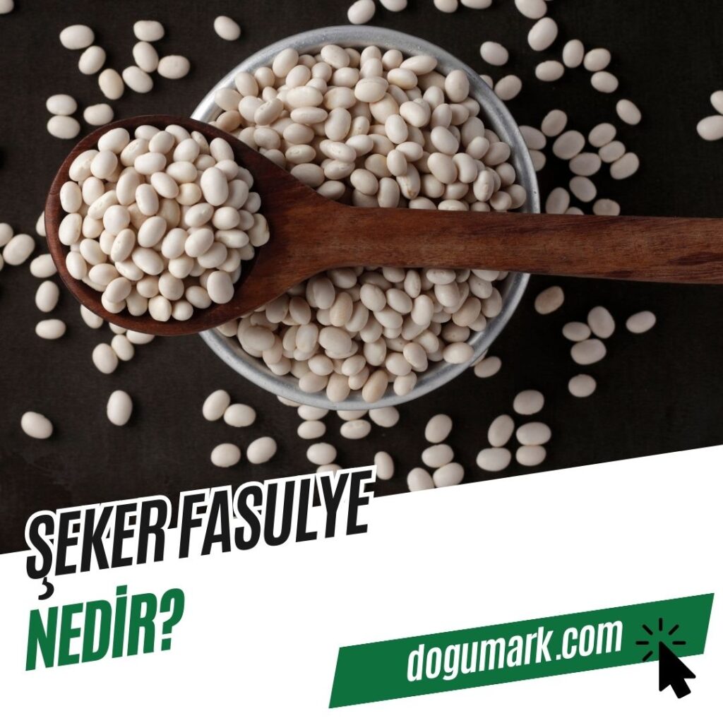 Şeker Fasulye Nedir