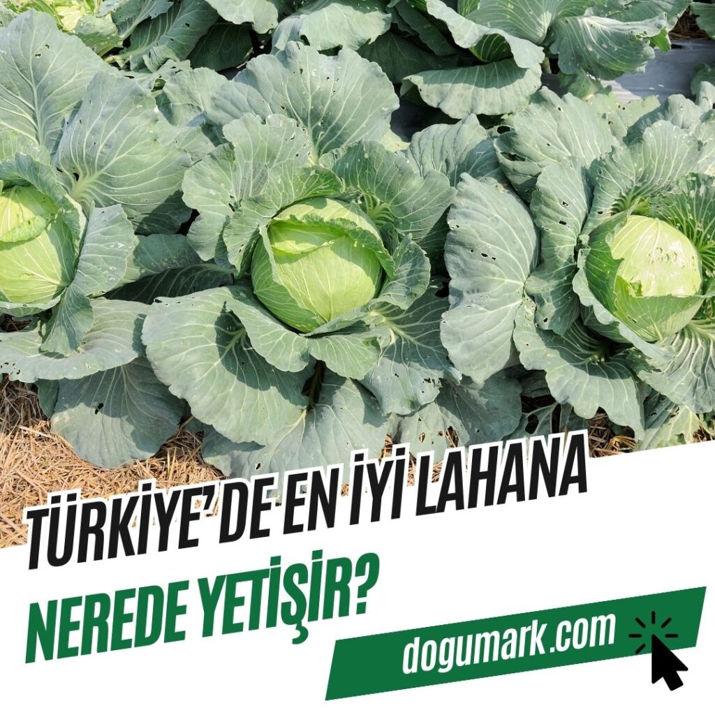 Türkiye'de En iyi Lahana Nerede Yetişir