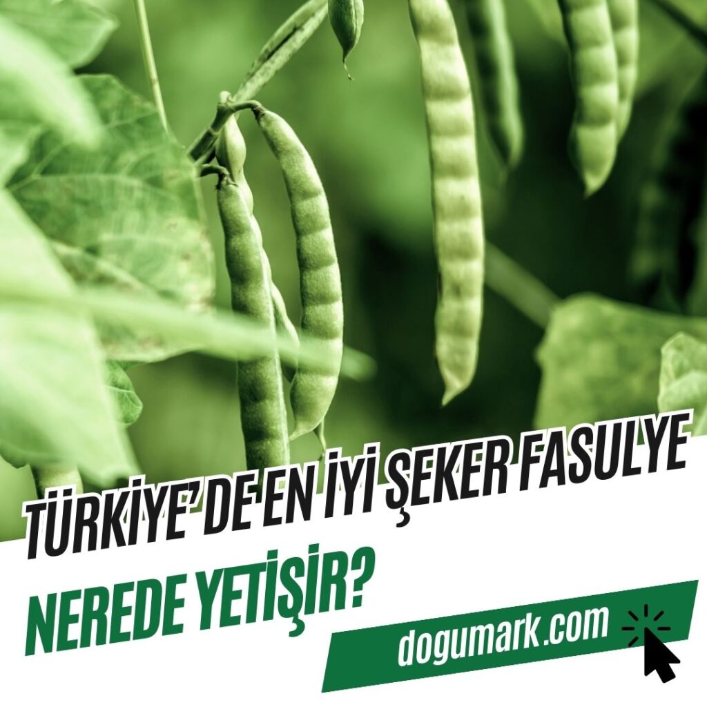 Türkiye'de En iyi Şeker Fasulyesi Nerede Yetişir